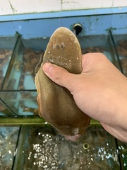 Half-Smooth Tongue Sole photo 4
