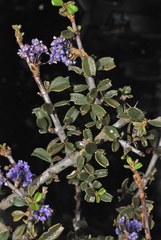 Ceanothus pumilus