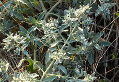 Marrubium peregrinum