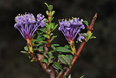 Ceanothus pumilus
