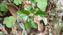 Nanocnide japonica