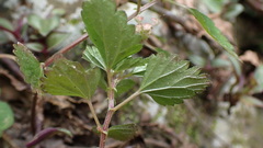 Nanocnide japonica