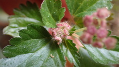 Nanocnide japonica
