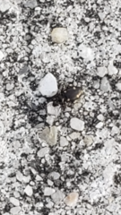 Tetragonoderus laevigatus