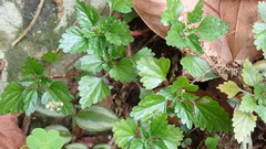 Nanocnide japonica
