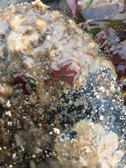 Botrylloides leachii