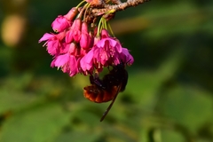Bombus bicoloratus