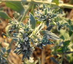 Marrubium peregrinum