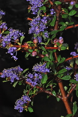 Ceanothus pumilus