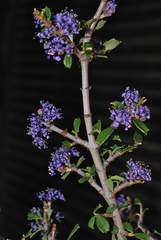 Ceanothus pumilus