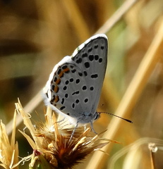 Pseudophilotes vicrama