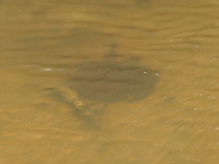 Potamotrygon motoro