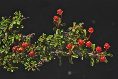 Ceanothus pumilus