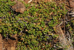 Ceanothus pumilus