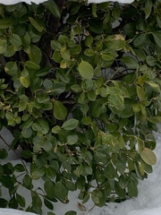 Magnoliopsida