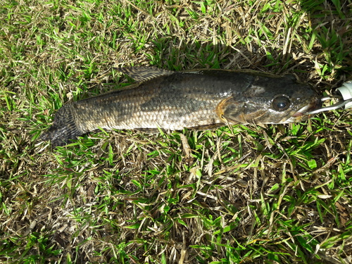 Aimara (Hoplias macrophthalmus) — Erythrinidae
