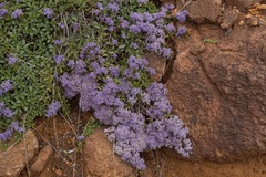 Ceanothus pumilus