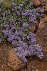 Ceanothus pumilus