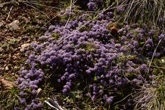Ceanothus pumilus
