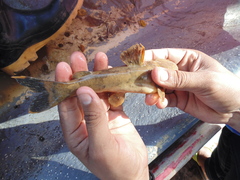 Pseudopimelodus atricaudus