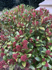 Skimmia