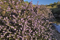 Ceanothus purpureus