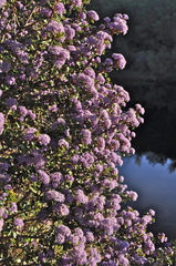 Ceanothus purpureus