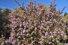 Ceanothus purpureus