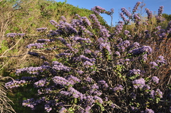 Ceanothus purpureus