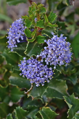 Ceanothus purpureus