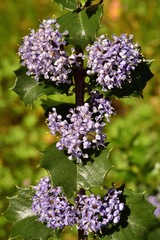 Ceanothus purpureus