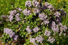 Ceanothus purpureus