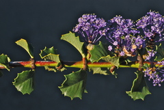 Ceanothus purpureus