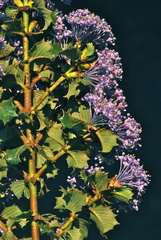 Ceanothus purpureus