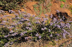 Ceanothus purpureus