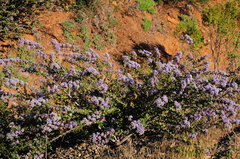Ceanothus purpureus