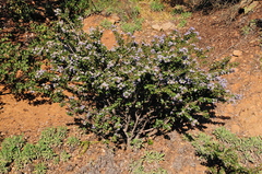 Ceanothus purpureus