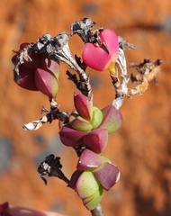 Ruschia leptocalyx