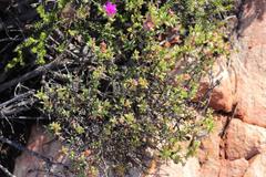 Lampranthus pauciflorus