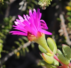Lampranthus pauciflorus