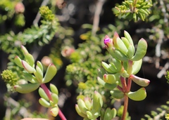 Lampranthus pauciflorus