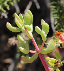Lampranthus pauciflorus