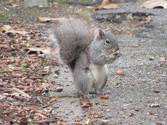 Sciurus griseus