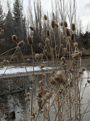 Dipsacus fullonum