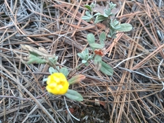 Crocanthemum glomeratum