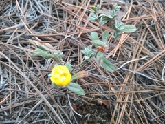 Crocanthemum glomeratum