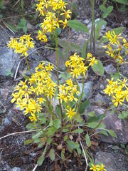 Packera streptanthifolia