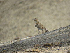 Calandrella brachydactyla