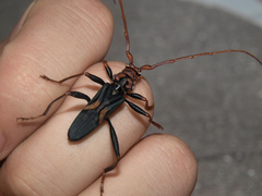 Compsomera elegantissima