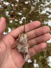 Callosamia promethea